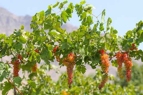 اختصاص هفت میلیارد تومان اعتبار برای داربستی کردن باغات انگور در قزوین