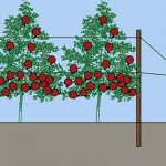 اجرای سیستم داربستی برای باغ انار